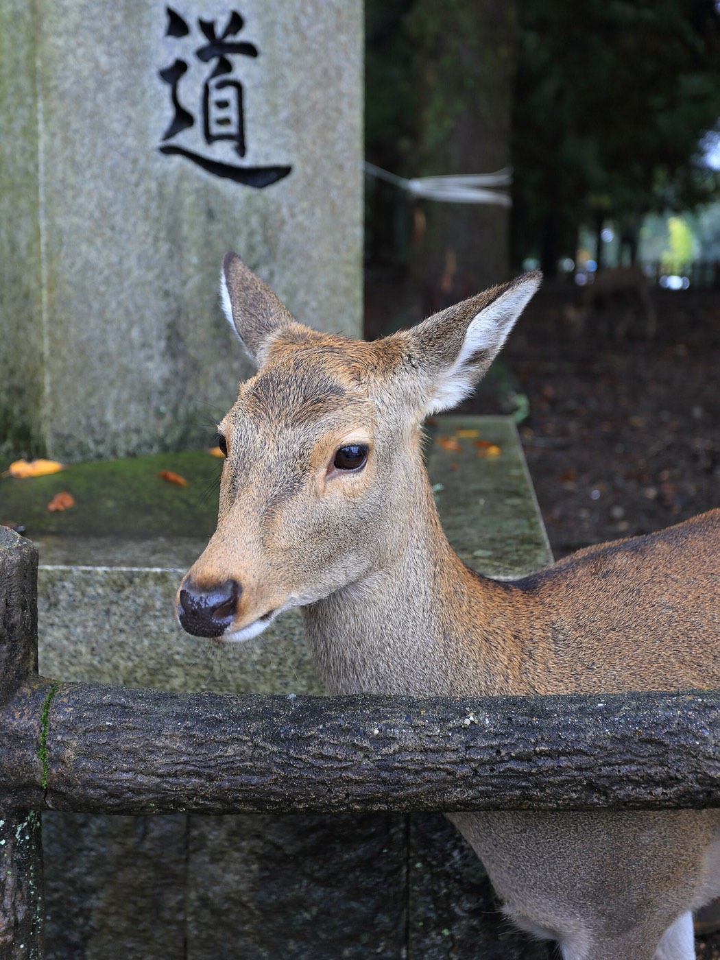 Sika deer resting on open grass in Nara Park