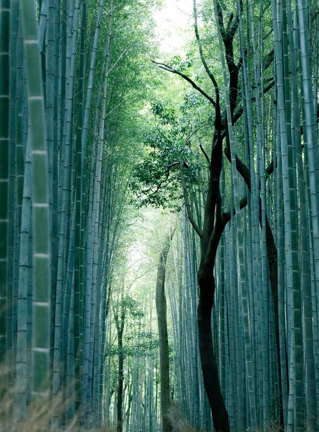 A path through the towering bamboo grove of Arashiyama